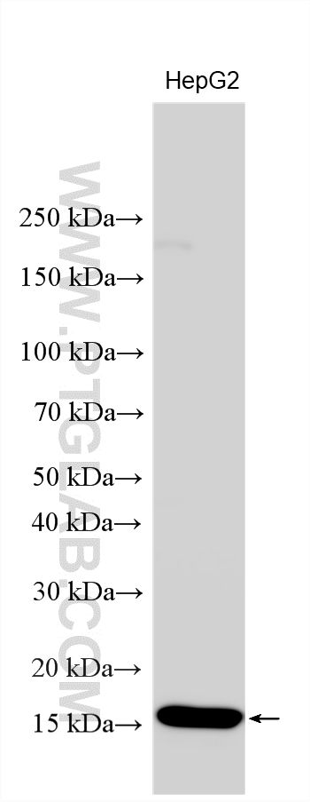 Western Blot (WB) analysis of various lysates using FABP6 Polyclonal antibody (13781-1-AP)