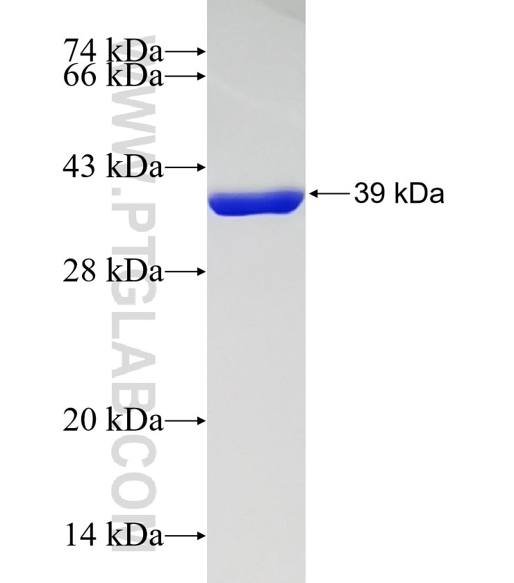 FABP6 fusion protein Ag4788 SDS-PAGE