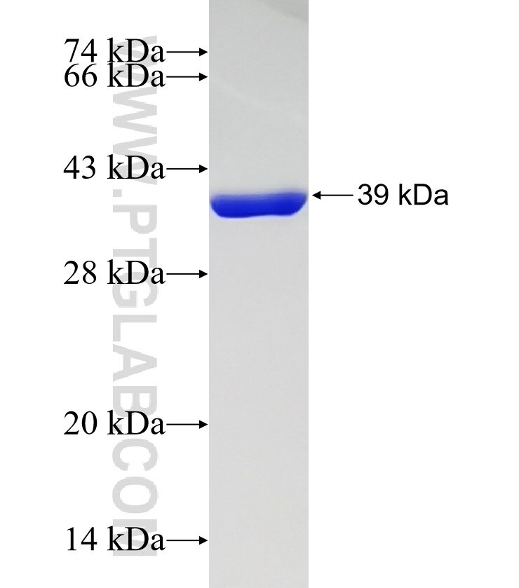 FABP6 fusion protein Ag4788 SDS-PAGE