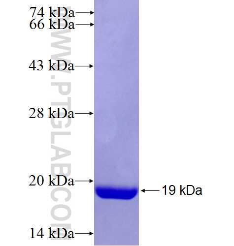 FABP6 fusion protein Ag5041 SDS-PAGE