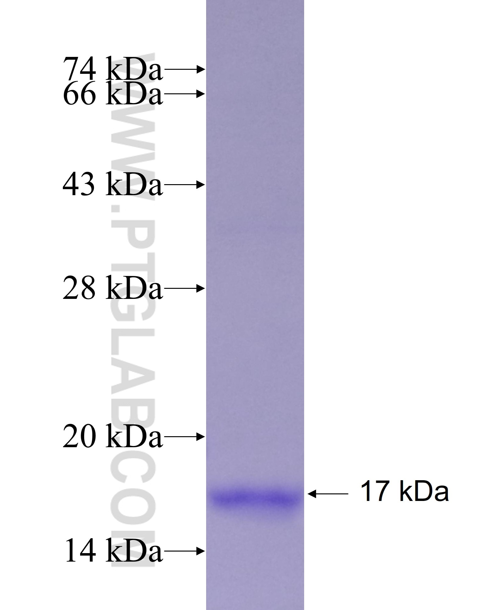 FABP6 fusion protein Ag5041 SDS-PAGE