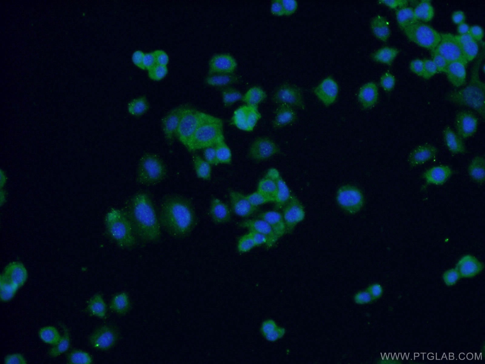 Immunofluorescence (IF) / fluorescent staining of PC-12 cells using FABP7 Polyclonal antibody (17456-1-AP)