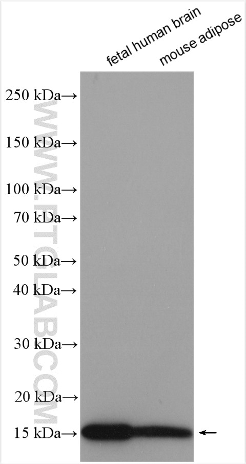 Western Blot (WB) analysis of various lysates using FABP7 Polyclonal antibody (51010-1-AP)