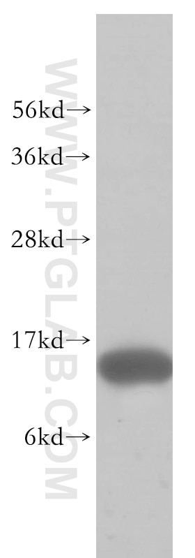 Western Blot (WB) analysis of human brain tissue using FABP7 Polyclonal antibody (51010-1-AP)