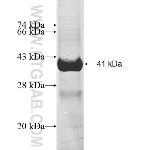 FABP7 fusion protein Ag10990 SDS-PAGE