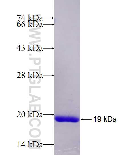 FABP7 fusion protein Ag11233 SDS-PAGE