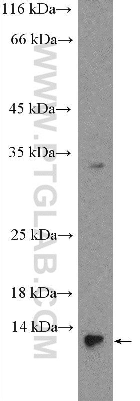 Western Blot (WB) analysis of U-251 cells using FABP7-Specific Polyclonal antibody (14836-1-AP)