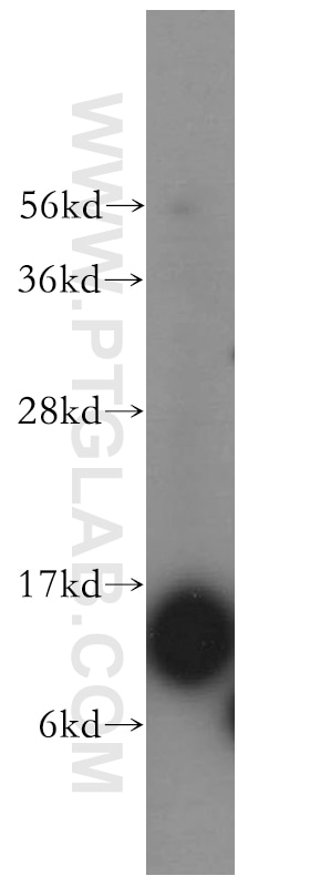 Western Blot (WB) analysis of human brain tissue using FABP7-Specific Polyclonal antibody (14836-1-AP)