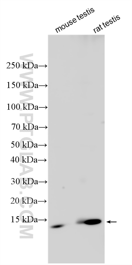 Western Blot (WB) analysis of various lysates using FABP9 Polyclonal antibody (31896-1-AP)