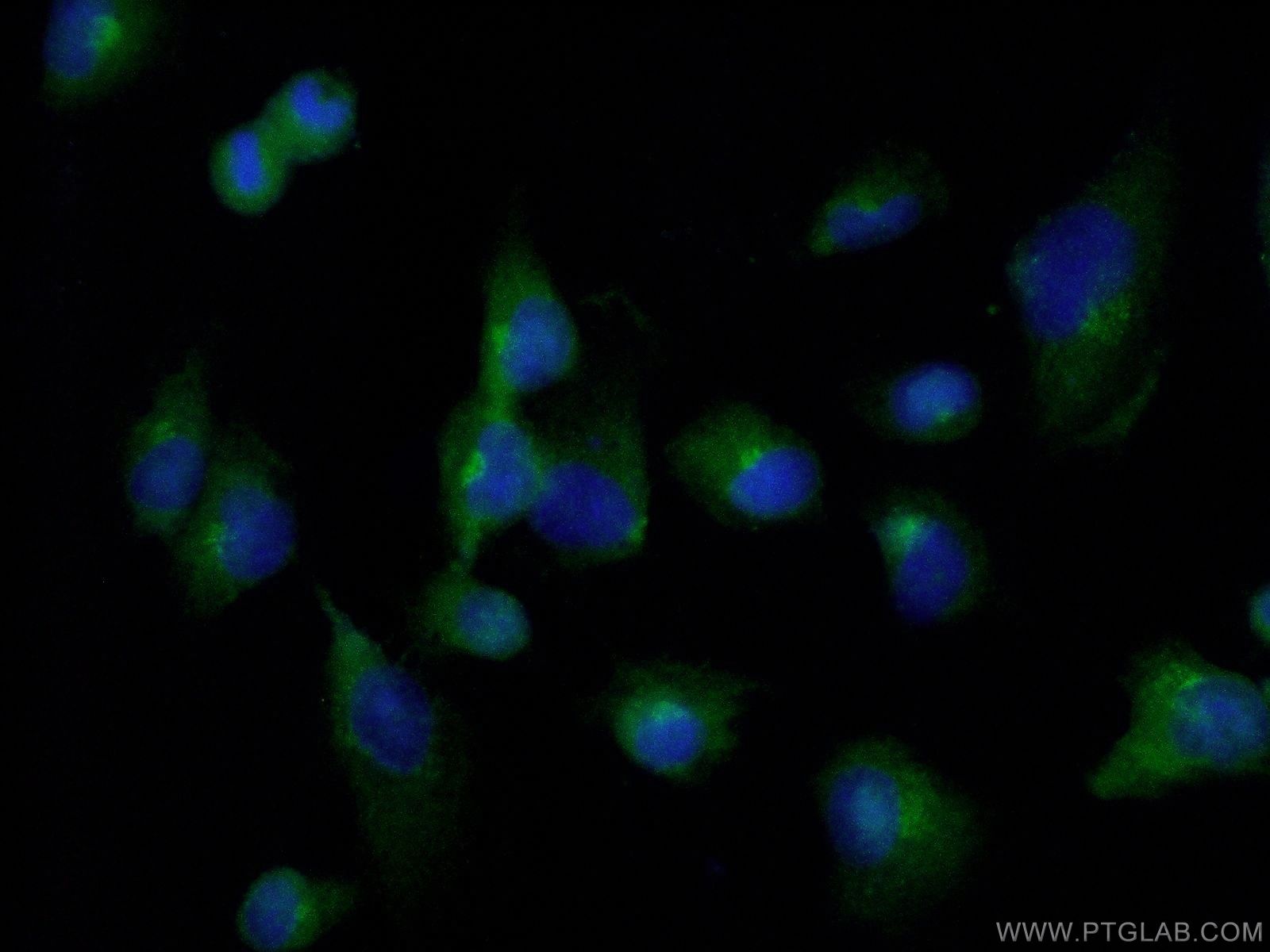 Immunofluorescence (IF) / fluorescent staining of HT-1080 cells using FADD Polyclonal antibody (14906-1-AP)