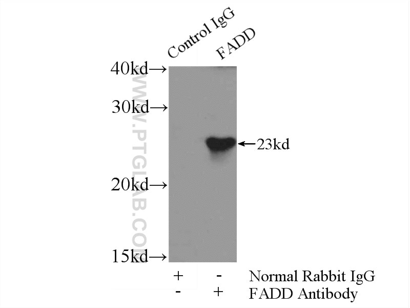 Immunoprecipitation (IP) experiment of A549 cells using FADD Polyclonal antibody (14906-1-AP)