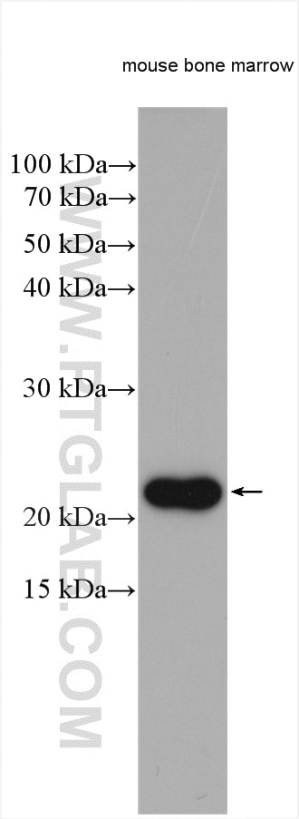 Western Blot (WB) analysis of various lysates using FADD Polyclonal antibody (14906-1-AP)