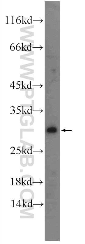 FADD Polyclonal antibody