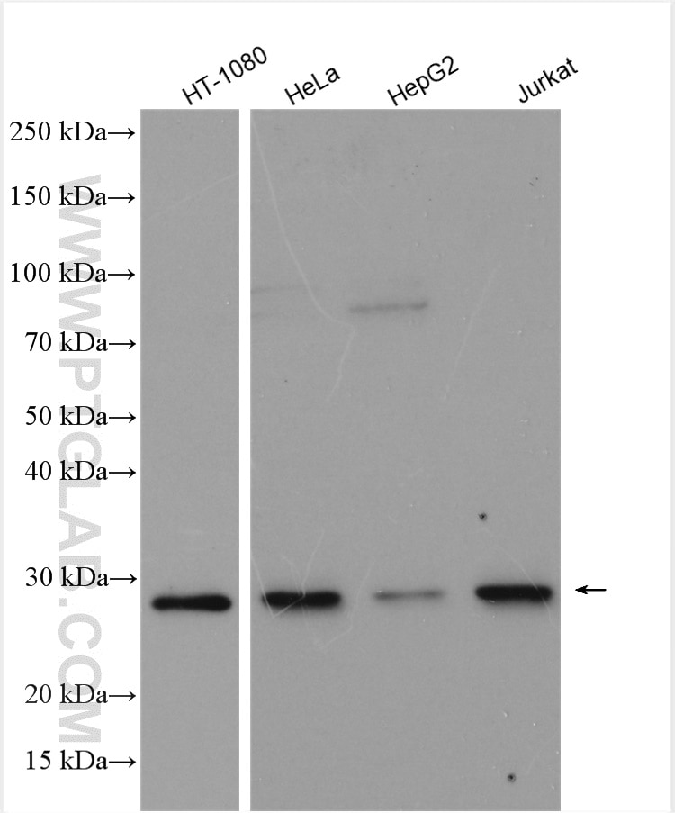 Western Blot (WB) analysis of various lysates using FADD Polyclonal antibody (14906-1-AP)