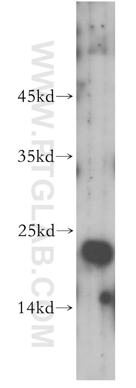 Western Blot (WB) analysis of mouse pancreas tissue using FADD Polyclonal antibody (14906-1-AP)