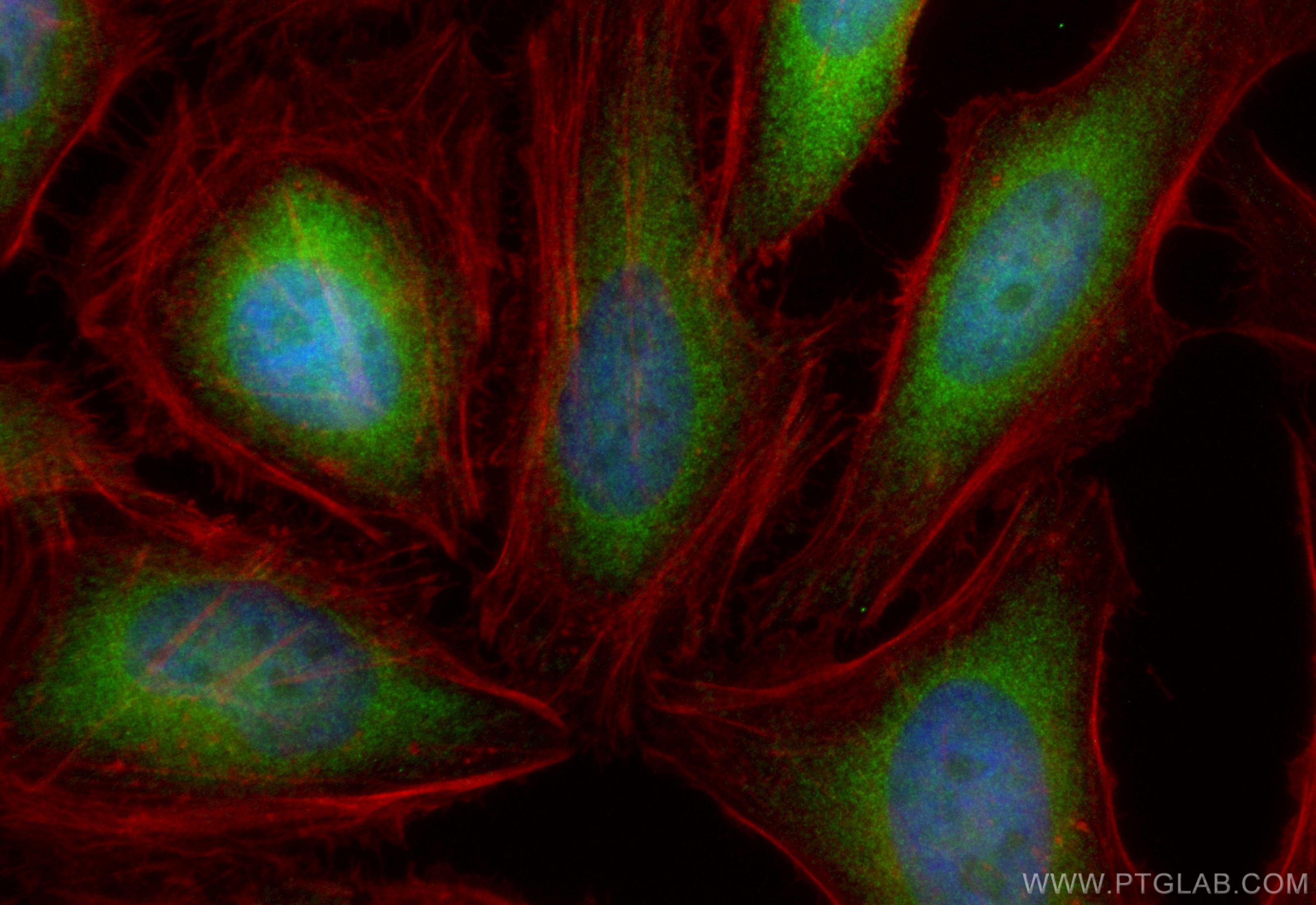 Immunofluorescence (IF) / fluorescent staining of HeLa cells using CoraLite® Plus 488-conjugated FADD Recombinant ant (CL488-84619-5)