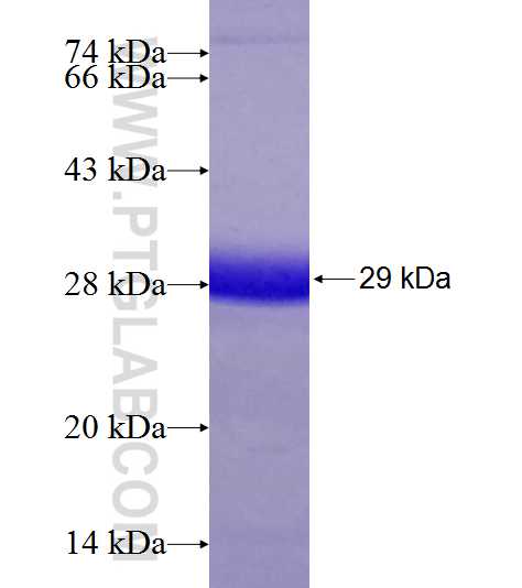 FADD fusion protein Ag6715 SDS-PAGE