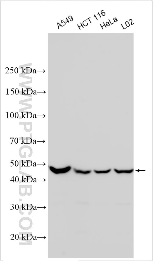 Western Blot (WB) analysis of various lysates using FADS1 Polyclonal antibody (10627-1-AP)