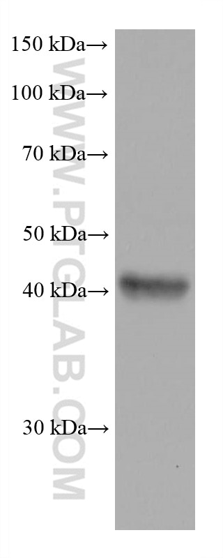 Western Blot (WB) analysis of A549 cells using FADS2 Monoclonal antibody (68026-1-Ig)
