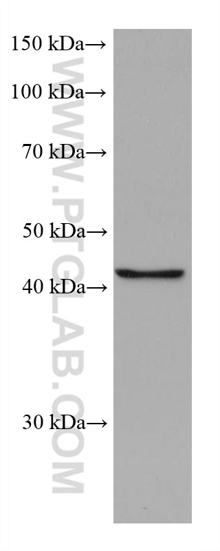 Western Blot (WB) analysis of PC-3 cells using FADS2 Monoclonal antibody (68026-1-Ig)