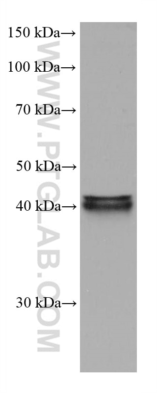 Western Blot (WB) analysis of U2OS cells using FADS2 Monoclonal antibody (68026-1-Ig)