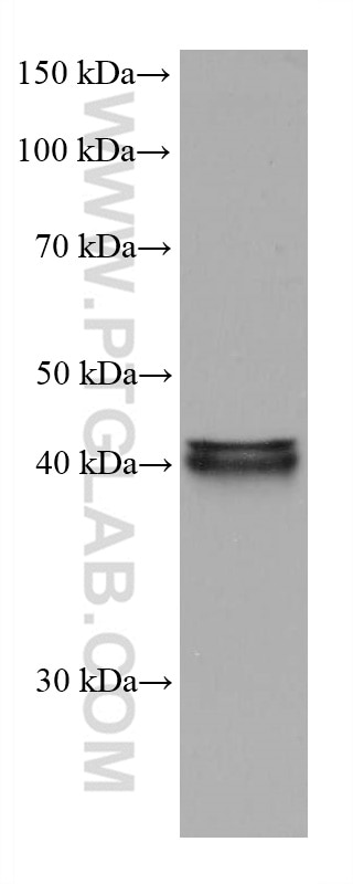 WB analysis of U2OS using 68026-1-Ig