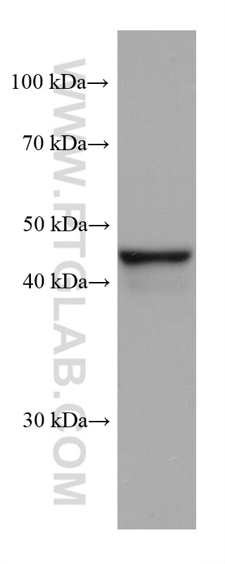 Western Blot (WB) analysis of rat liver tissue using FADS2 Monoclonal antibody (68026-1-Ig)