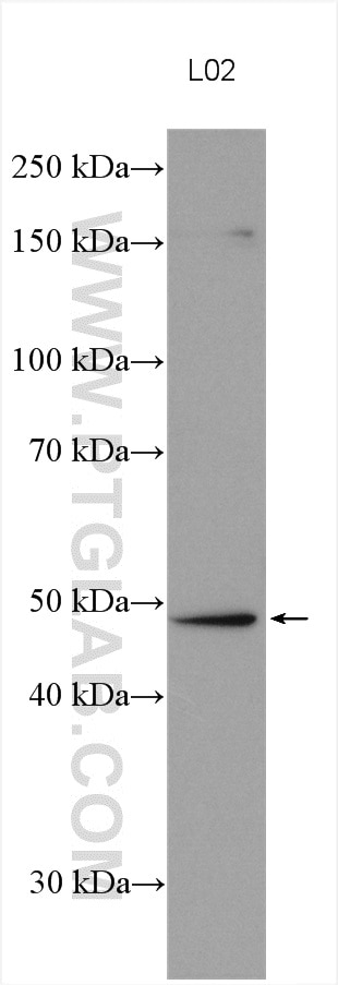 Western Blot (WB) analysis of various lysates using FADS2 Polyclonal antibody (28034-1-AP)