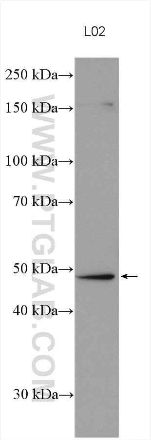 Western Blot (WB) analysis of various lysates using FADS2 Polyclonal antibody (28034-1-AP)