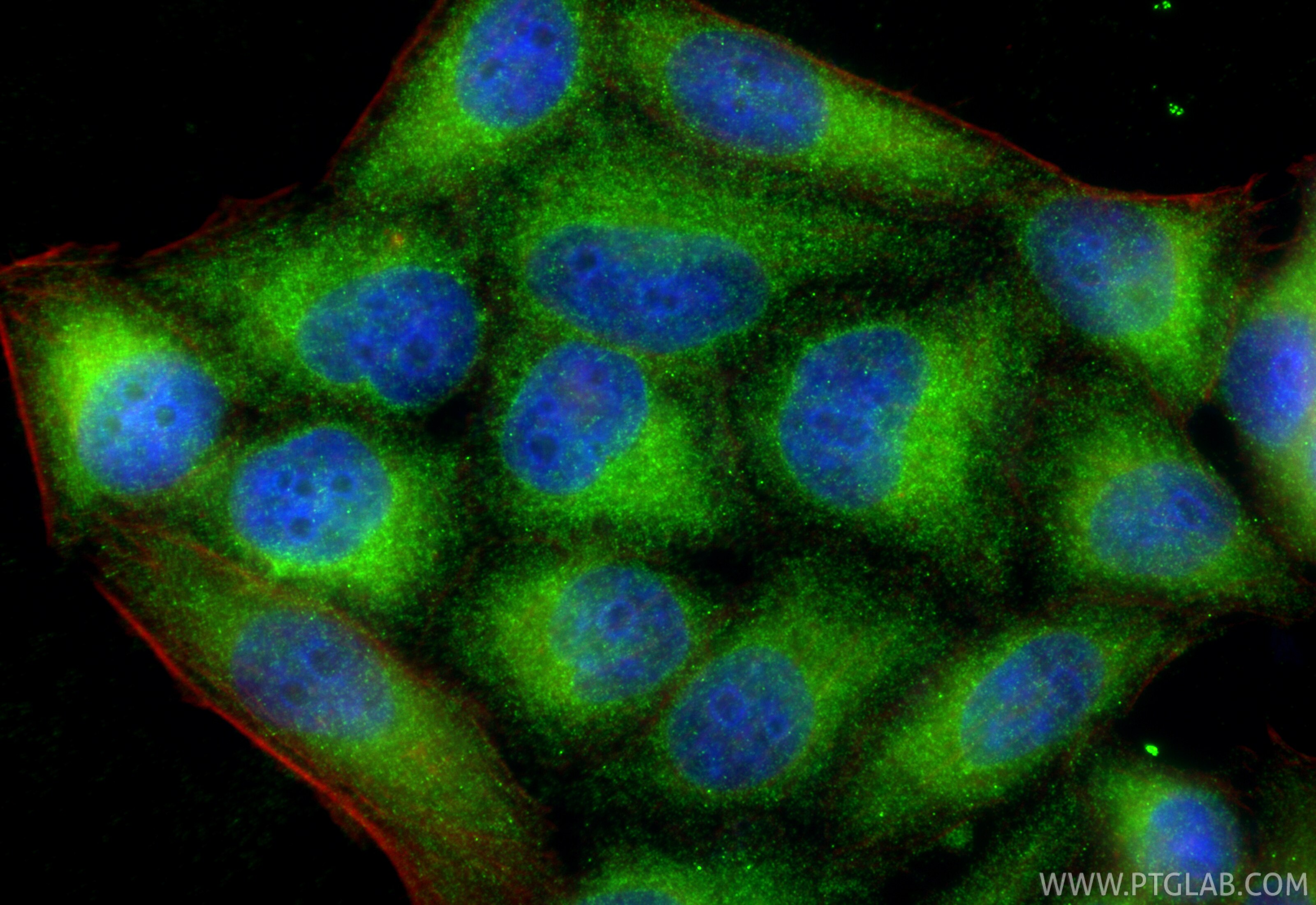 Immunofluorescent analysis of (-20°C Ethanol) fixed L02 cells using FADS2 antibody (84527-4-RR, Clone: 241863D2 ) at dilution of 1:200 and CoraLite®488-Conjugated Goat Anti-Rabbit IgG(H+L) (SA00013-2), CL594-Phalloidin (red). Immunofluorescence (IF) / fluorescent staining of L02 cells using FADS2 Recombinant monoclonal antibody (84527-4-RR)
