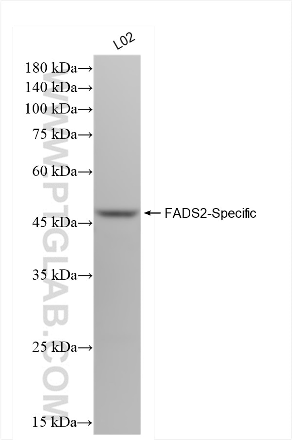 Western Blot (WB) analysis of L02 cells using FADS2-Specific Recombinant antibody (84527-4-RR)