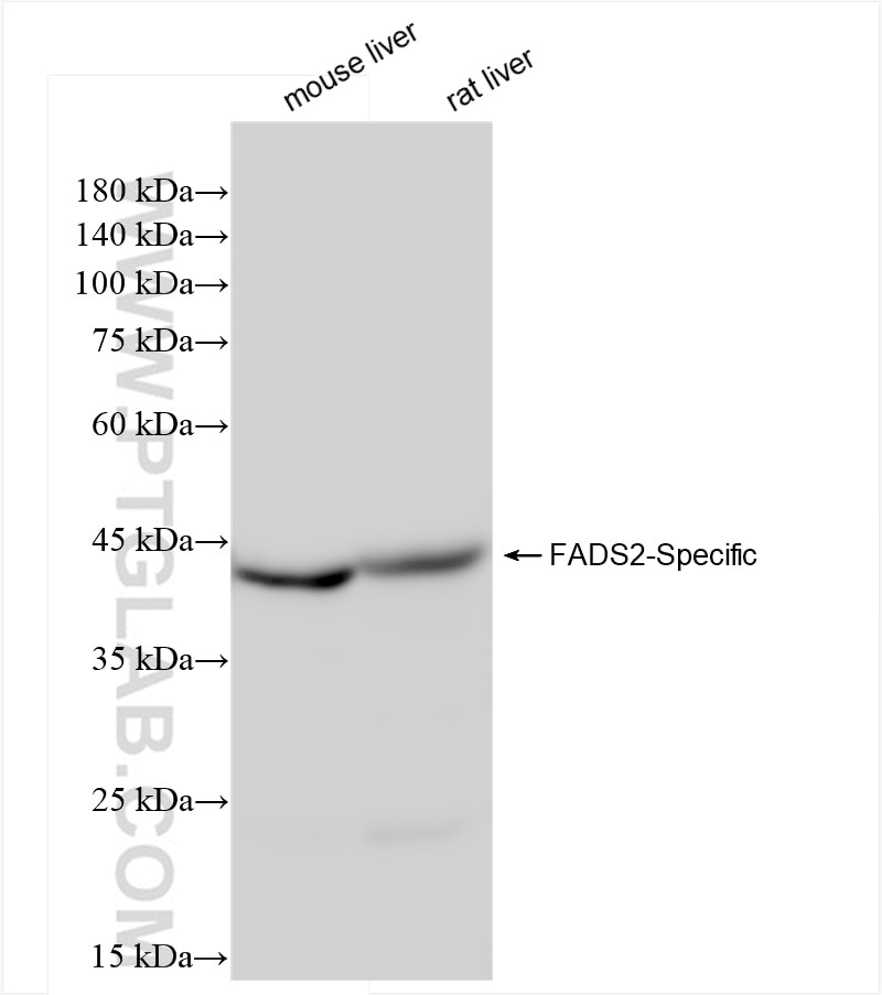 Western Blot (WB) analysis of various lysates using FADS2-Specific Recombinant antibody (84527-4-RR)