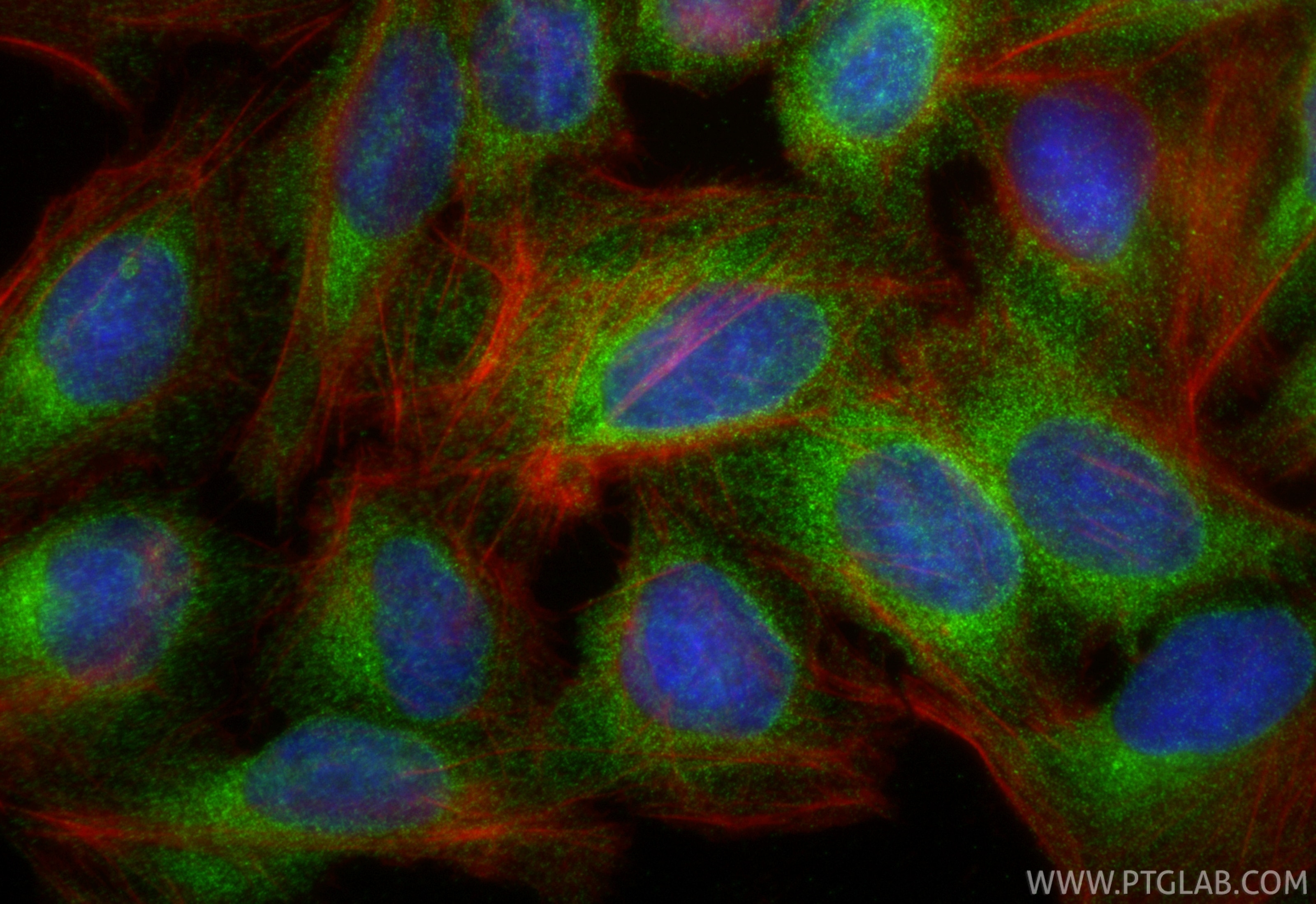 Immunofluorescent analysis of (4% PFA) fixed U2OS cells using FADS2 antibody (84527-5-RR, Clone: 241863G3 ) at dilution of 1:500 and CoraLite®488-Conjugated Goat Anti-Rabbit IgG(H+L) (SA00013-2), CL594-Phalloidin (red). Immunofluorescence (IF) / fluorescent staining of U2OS cells using FADS2 Recombinant monoclonal antibody (84527-5-RR)