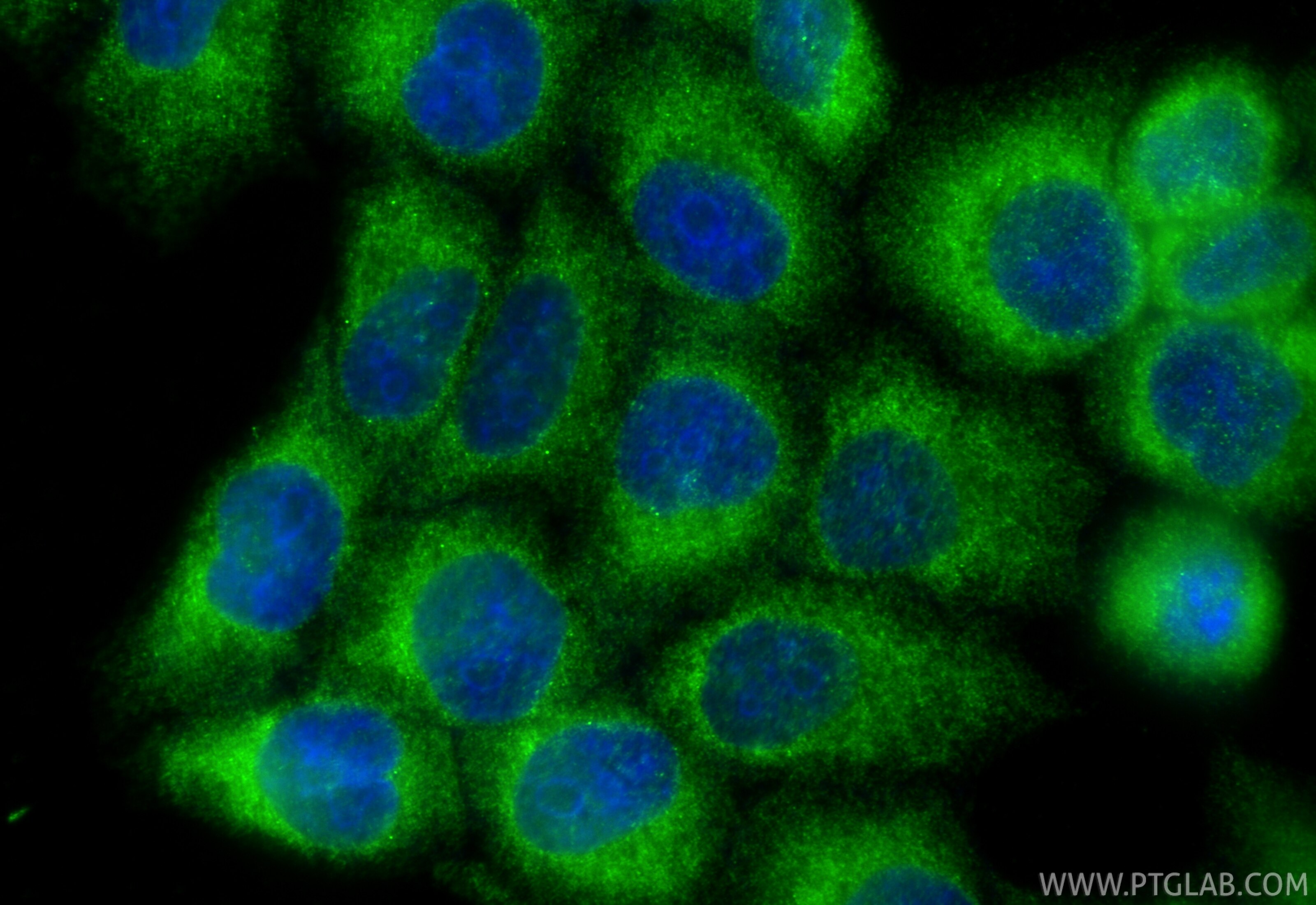 Immunofluorescent analysis of (-20°C Ethanol) fixed L02 cells using FADS2 antibody (84527-5-RR, Clone: 241863G3 ) at dilution of 1:400 and CoraLite®488-Conjugated Goat Anti-Rabbit IgG(H+L) (SA00013-2). Immunofluorescence (IF) / fluorescent staining of L02 cells using FADS2 Recombinant monoclonal antibody (84527-5-RR)
