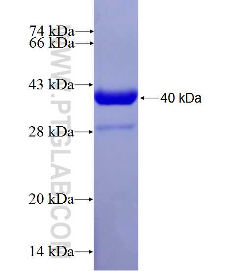 FADS2 fusion protein Ag27709 SDS-PAGE