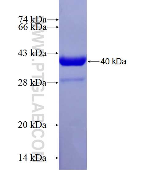 FADS2 fusion protein Ag27709 SDS-PAGE