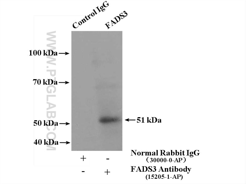 Immunoprecipitation (IP) experiment of L02 cells using FADS3 Polyclonal antibody (15205-1-AP)
