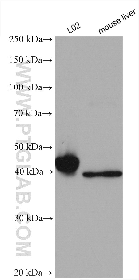 Western Blot (WB) analysis of various lysates using FADS3 Polyclonal antibody (15205-1-AP)