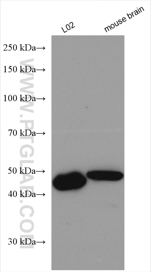 Western Blot (WB) analysis of various lysates using FADS3 Polyclonal antibody (15205-1-AP)