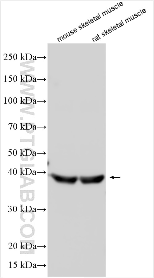 Western Blot (WB) analysis of various lysates using FADS3 Polyclonal antibody (15205-1-AP)