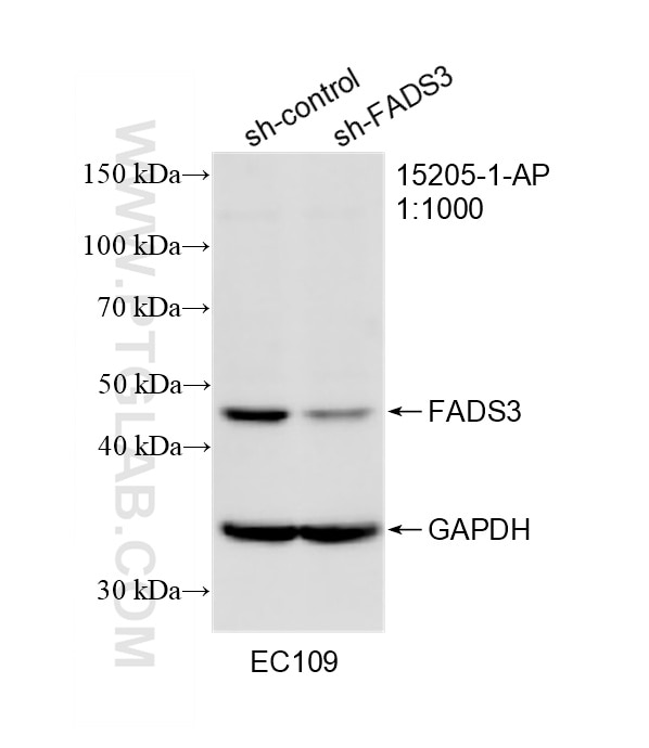 WB result of FADS3 antibody (15205-1-AP; 1:1000; incubated at room temperature for 1.5 hours) with sh-Control and sh-FADS3 transfected EC109 cells. Western Blot (WB) analysis of EC109 cells using FADS3 Polyclonal antibody (15205-1-AP)