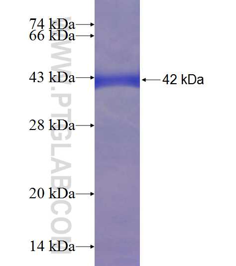 FADS3 fusion protein Ag7355 SDS-PAGE