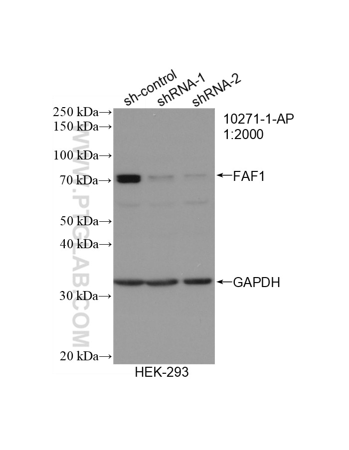 Western Blot (WB) analysis of HEK-293 cells using FAF1 Polyclonal antibody (10271-1-AP)