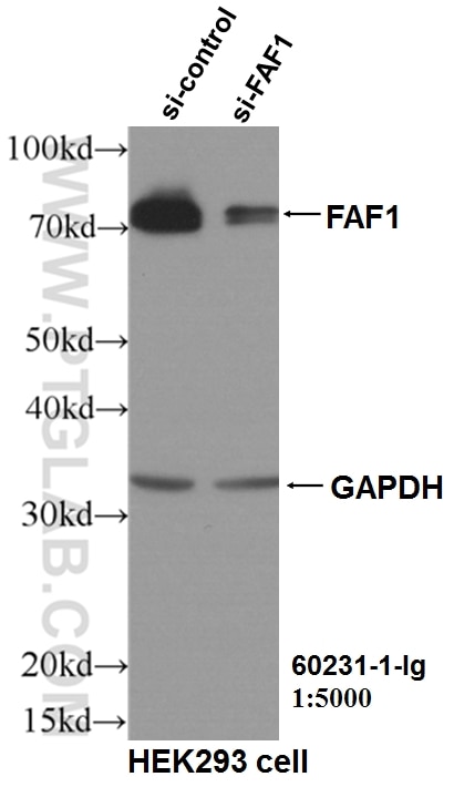 Western Blot (WB) analysis of HEK-293 cells using FAF1 Monoclonal antibody (60231-1-Ig)