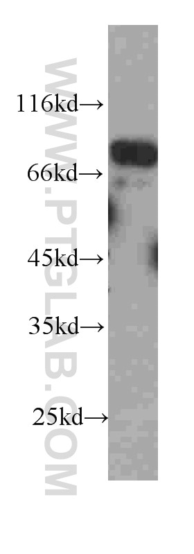 Western Blot (WB) analysis of HEK-293 cells using FAF1 Monoclonal antibody (60231-1-Ig)