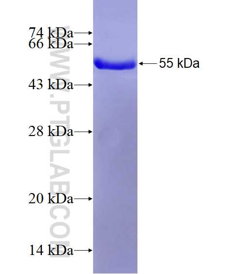 FAF1 fusion protein Ag0407 SDS-PAGE