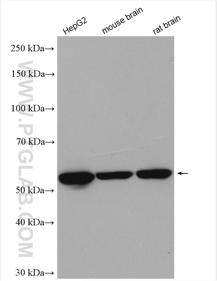 Western Blot (WB) analysis of various lysates using FAF2 Polyclonal antibody (16251-1-AP)