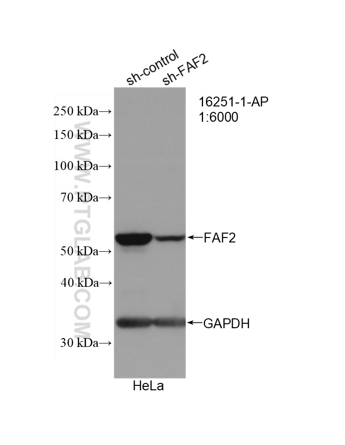 Western Blot (WB) analysis of HeLa cells using FAF2 Polyclonal antibody (16251-1-AP)