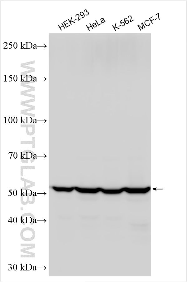 Western Blot (WB) analysis of various lysates using FAF2 Polyclonal antibody (30761-1-AP)