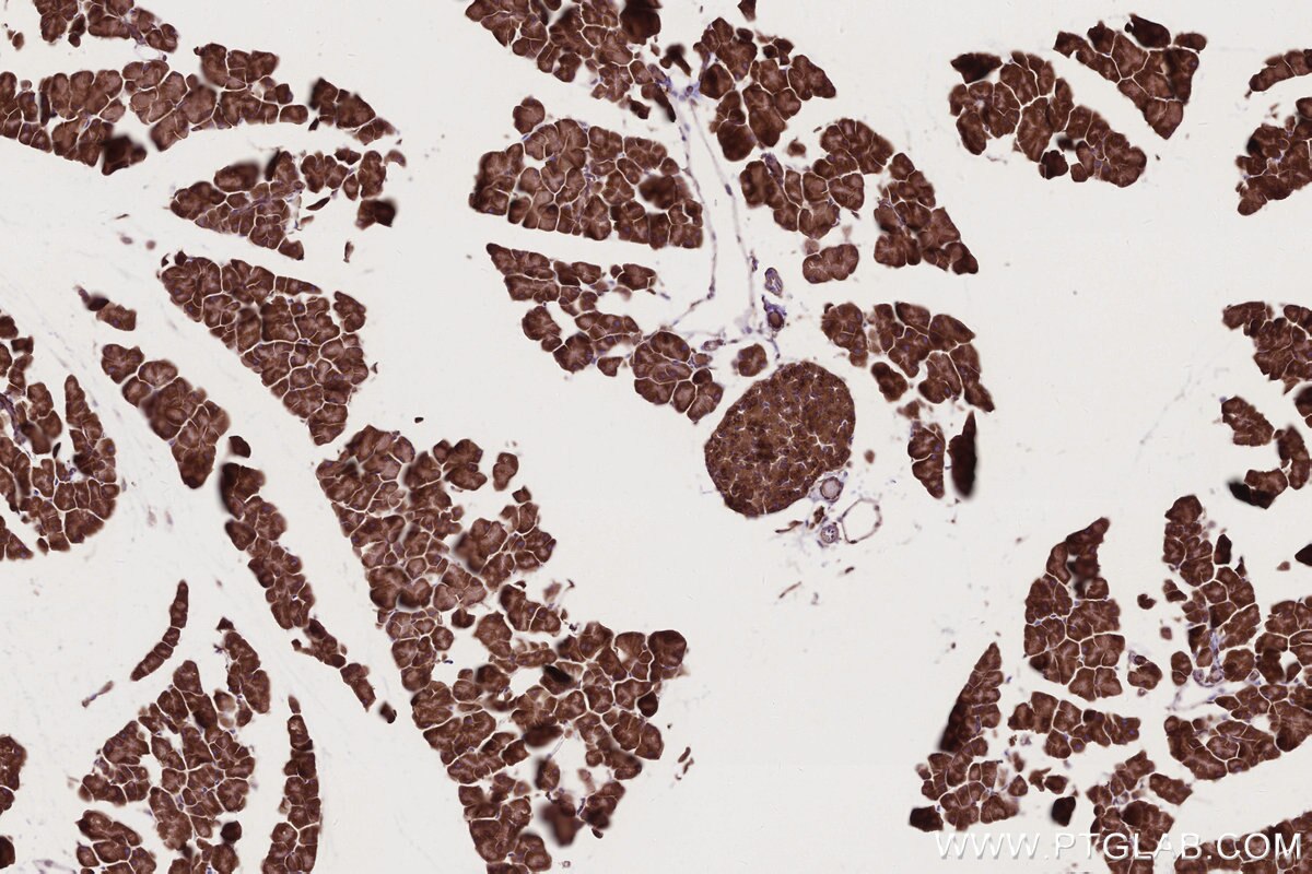 IHC staining of mouse pancreas using 66629-1-Ig Immunohistochemistry (IHC) staining of mouse pancreas tissue using FAF2 Monoclonal antibody (66629-1-Ig)